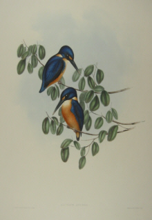 John Gould's Birds of Australia